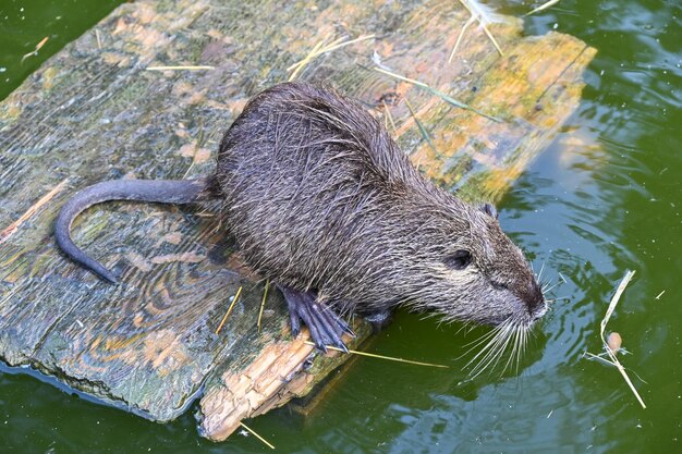 Nutria se sienta cerca de un estanque en una granja