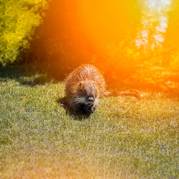 Nutria versteckte sich im Park auf dem Rasen unter einem Baum, auf den die Sonne scheint