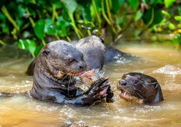 Las nutrias gigantes comen peces en el agua