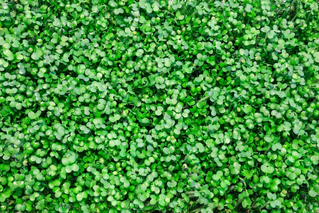 Nutrición ecológica microverde Cultivo de micro verde de mostaza