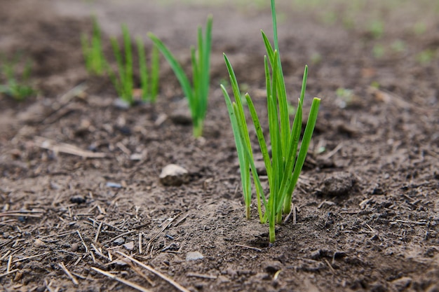 Nutrir a planta do bebê proteger a natureza Broto de alho selvagem frágil delicado em um campo ou jardim Culturas agrícolas em campo aberto Foco seletivo