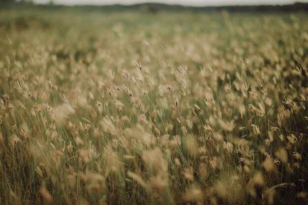 Foto nutzpflanzen auf dem feld