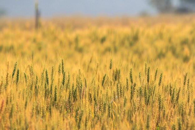 Foto nutzpflanzen auf dem feld