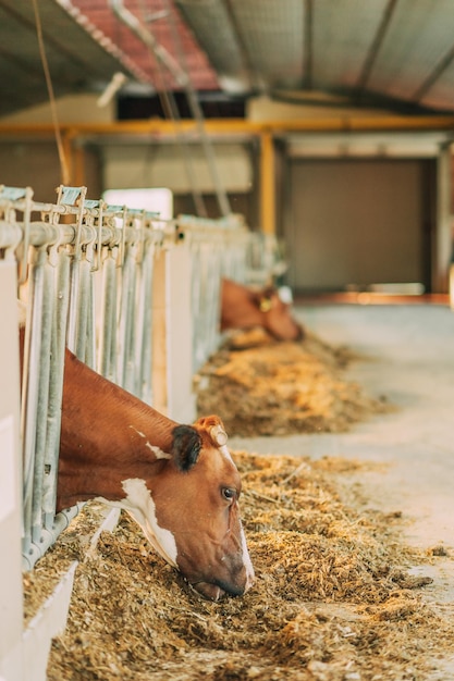 Nutztiere ökologisches Produkt Landwirtschaft Landwirtschaft