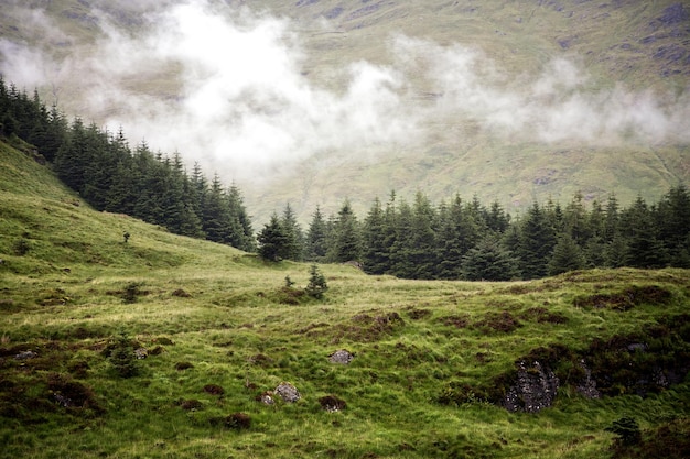 Nuvem baixa nas Highlands escocesas com floresta de pinheiros Escócia Reino Unido