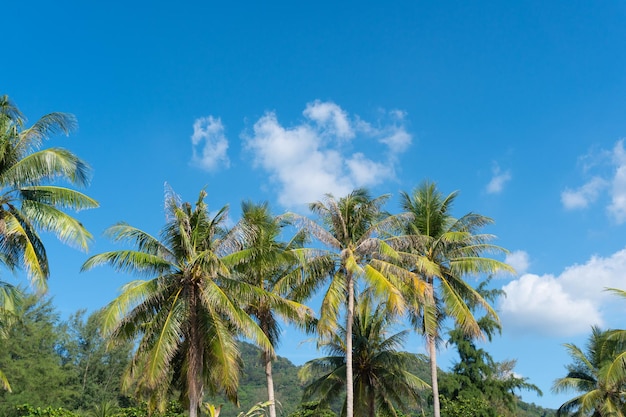 Nuvem de coco de fundo de céu azul clara