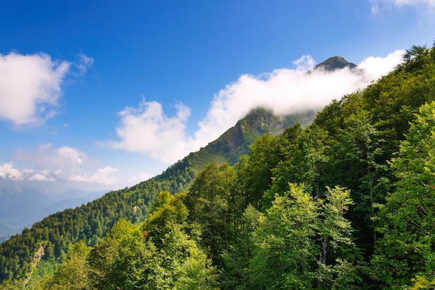 Nuvem oculta do pico da montanha. Verão.