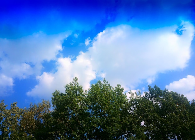 Nuvens azuis sobre o fundo da paisagem verde da floresta