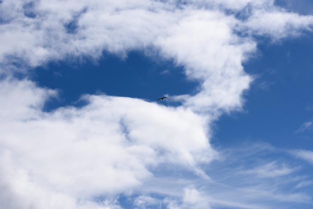 Nuvens brancas e céu azul e pássaro voando