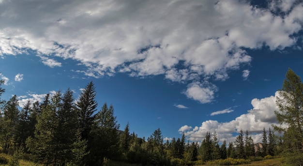 Nuvens brancas e céu azul sobre a floresta