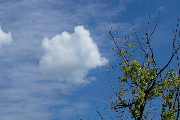 nuvens brancas fofas em um dia ensolarado em um céu azul em um dia de verão