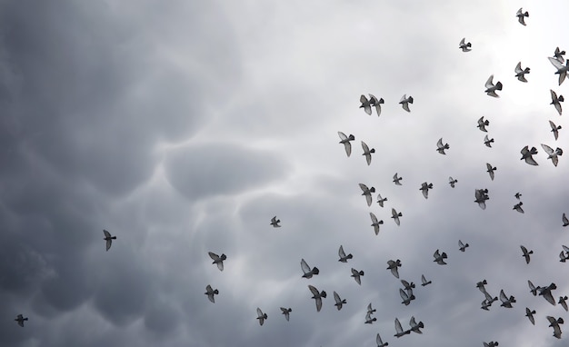 Nuvens de chuva no céu e um bando de pombos. As nuvens escuras e cinzentas no céu e os raios do sol iluminam a terra. O conceito religioso de fé, os raios do sol iluminam o caminho.