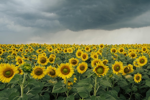 Nuvens de tempestade sobre um campo com girassóis amarelos Tempo chuvoso de verão