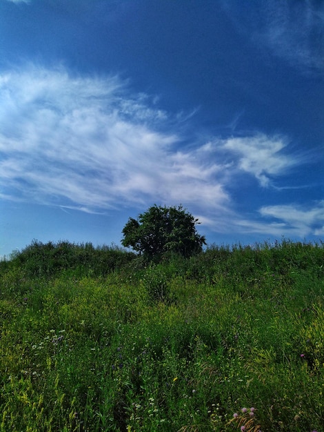 Nuvens e céu das árvores