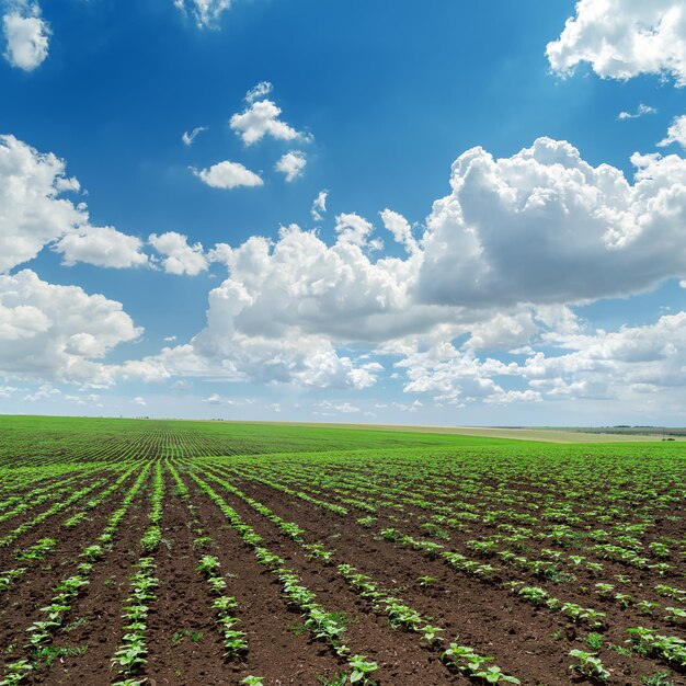 nuvens no céu azul sobre o campo com girassóis