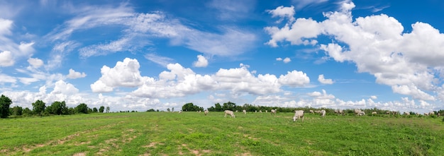 Nuvens panorâmicas do céu azul com paisagem verde do campo para o fundo