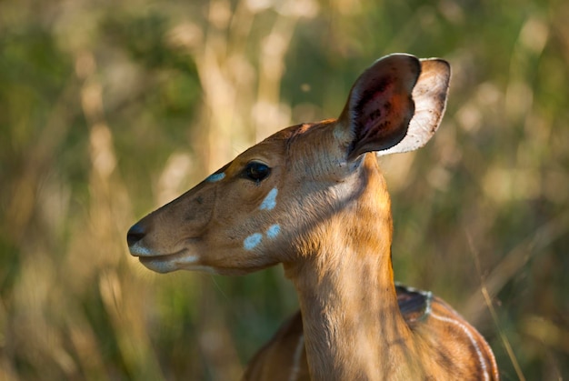 Foto nyala antílope masculino e feminino parque nacional kruger áfrica do sul