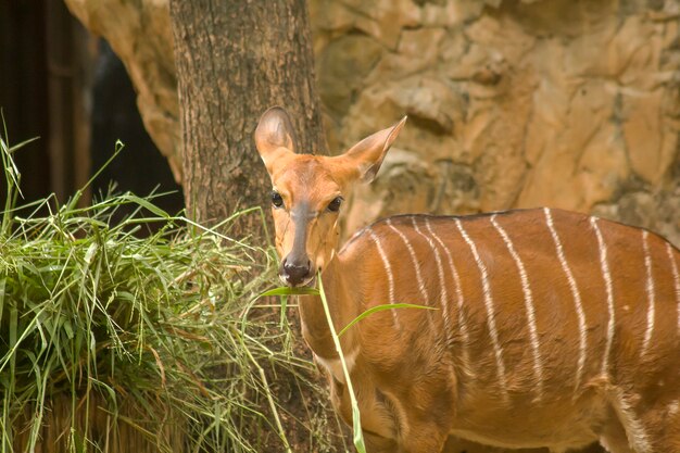 Nyala no zoológico