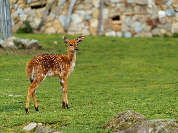 Nyala de las tierras bajas