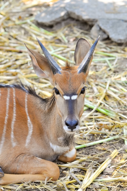 Nyala