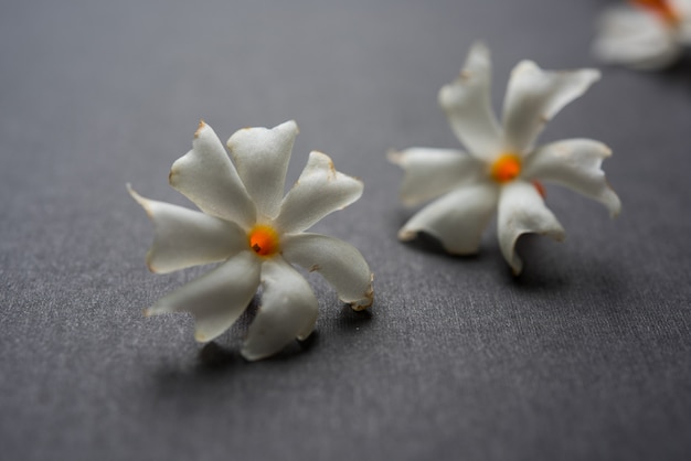 Nyctanthes arbor-tristis o Parijat o prajakt flor que se encuentra típicamente en India, Asia