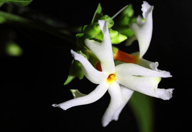 Nyctanthes Arbor-Tristis oder Sheuli-Blume Südasiens