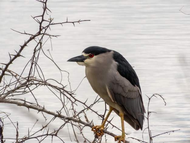 Foto nycticorax nycticorax junto al lago