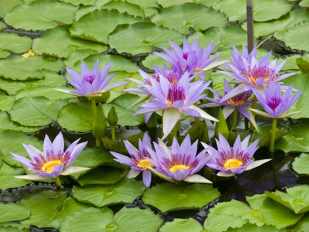 Nymphaea caruleagarden botanicmeisebélgica