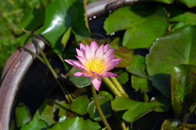 Nymphaea flor de lótus com folhas Belos lírios de água em flor