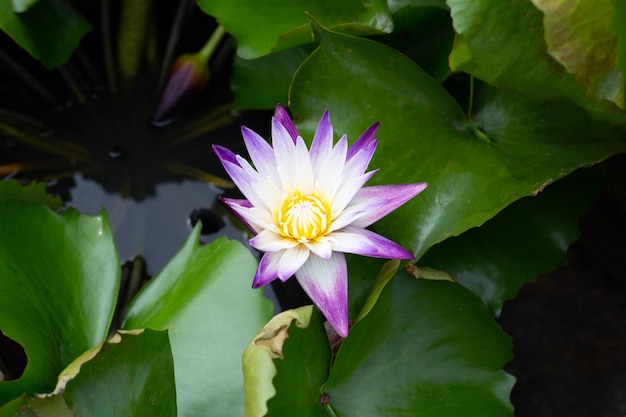 Nymphaea flor de loto con hojas hermoso lirio de agua en flor