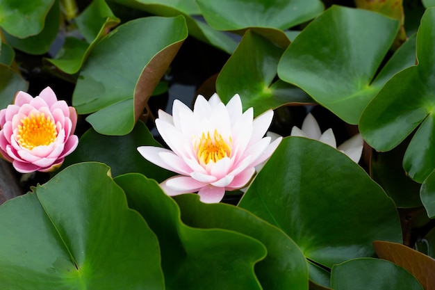 Nymphaea flor de loto con hojas hermoso lirio de agua rosa floreciente