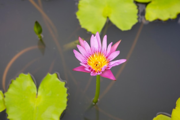 Nymphaea flor de loto con hojas hermoso lirio de agua rosa floreciente