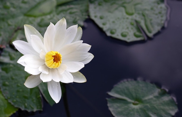 Nymphaea-Lotusblume mit Blättern Schöne blühende Seerose