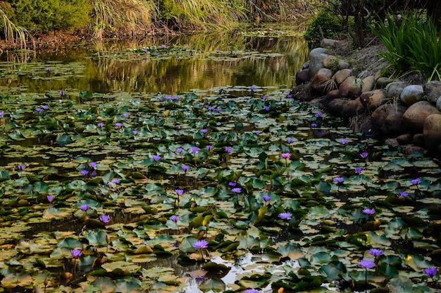 Nymphaea tetragona Seerose