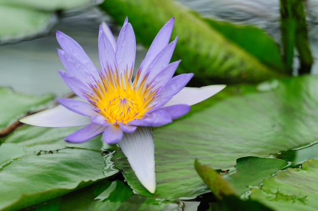 Nymphaeaceae Nymphaea Director GT Moore La flor es una familia de plantas con flores comúnmente llamadas nenúfares Primer espacio de copia Fondo con hojas verdes