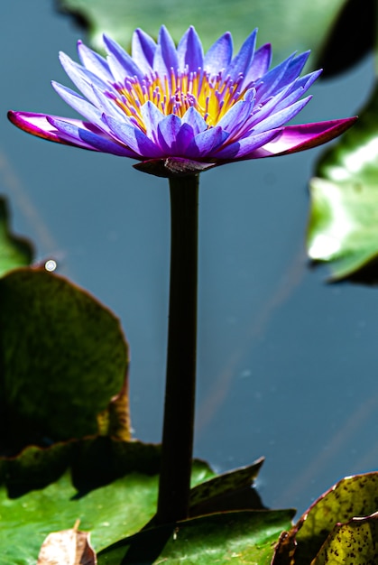 Nymphe, Blume und Wasserpflanze mit überschwänglichen Farben