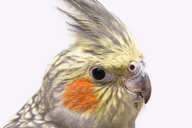 Nymphensittichvogel, Kopf auf Hausvogel-Nahaufnahme