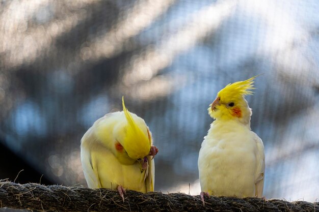 Nymphicus hollandicus colorido pájaro con bokeh en el fondo amarillo y gris ninfa aver hermoso canto mexico