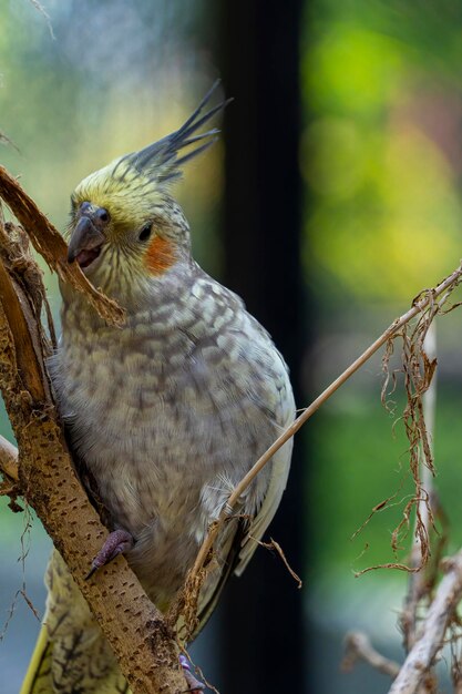 Nymphicus hollandicus colorido pájaro con bokeh en el fondo amarillo y gris ninfa aver hermoso canto mexico