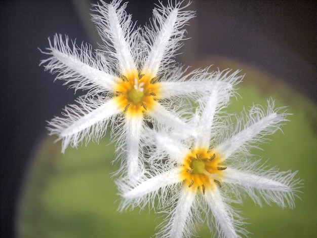 Nymphoides indica, agua copo de nieve