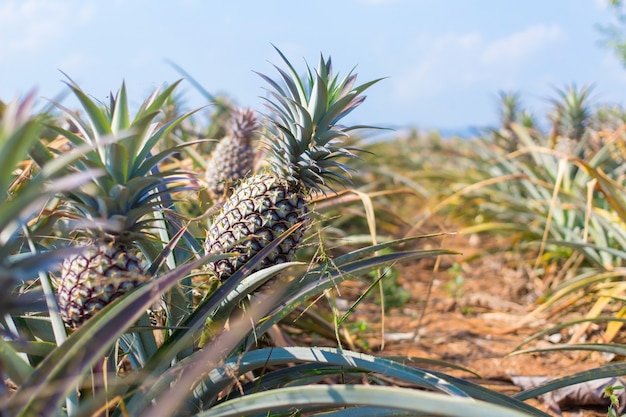 O abacaxi é uma planta tropical de fruta comestível. a polpa é de cor amarela e sabor adocicado