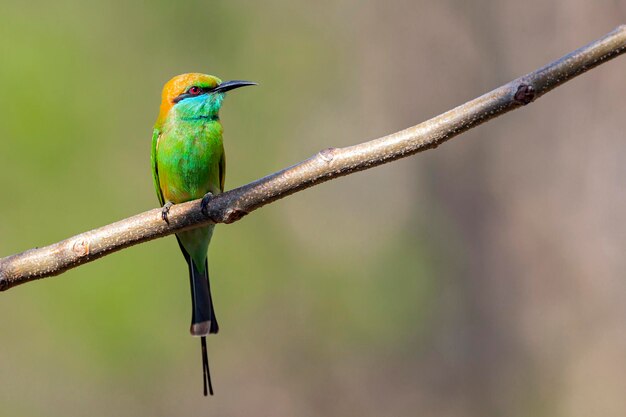 O abelharuco-de-bochecha-azul Merops persicus é uma ave passeriforme próxima da família dos apicultores