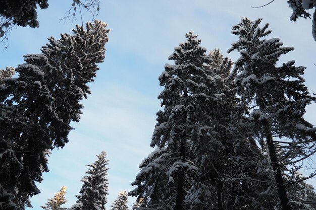 O abeto Picea é uma árvore de coníferas perenes da família Pinaceae árvores perenes Abeto comum ou abeto da Noruega O abeto Picea abies é difundido no norte da Europa Floresta de coníferas de inverno nevada