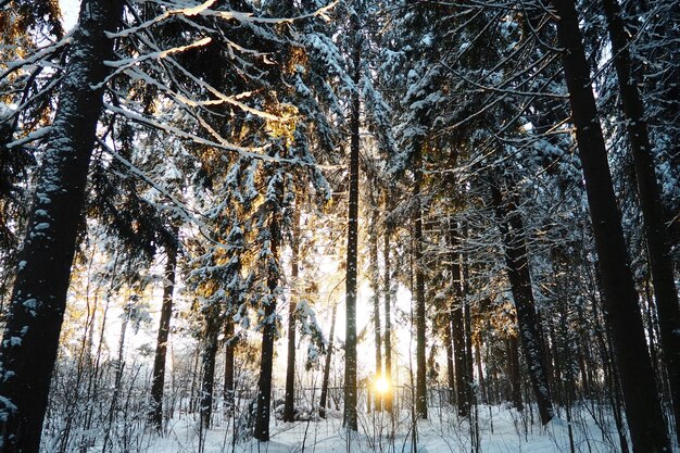 O abeto Picea é uma árvore de coníferas perenes da família Pinaceae árvores perenes Abeto comum ou abeto da Noruega O abeto Picea abies é difundido no norte da Europa Floresta de coníferas de inverno nevada