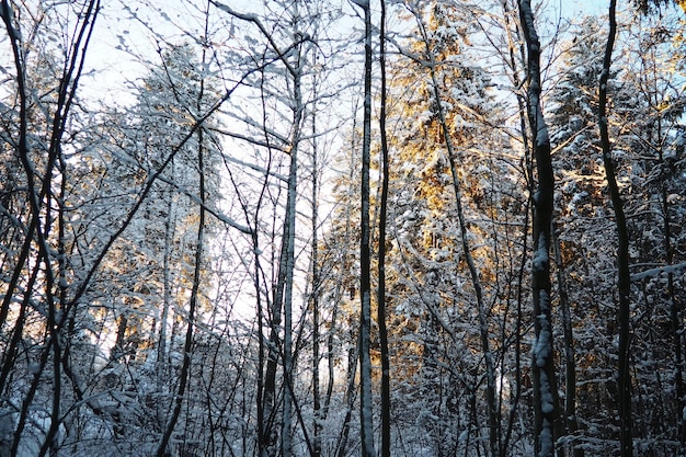 O abeto Picea é uma árvore de coníferas perenes da família Pinaceae árvores perenes Abeto comum ou abeto da Noruega O abeto Picea abies é difundido no norte da Europa Floresta de coníferas de inverno nevada