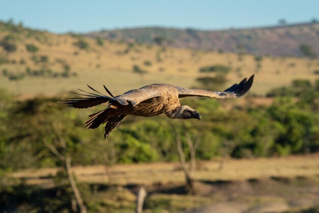 Foto o abutre africano de costas brancas desliza para a terra