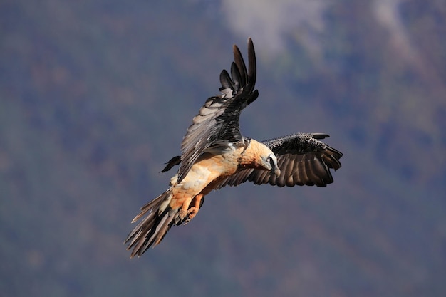 Foto o abutre-bardo gypaetus barbatus no parque natural de ordesa, em huesca