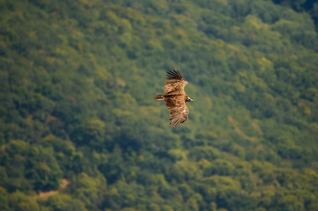 O abutre-cinzento (aegypius monachus) voa sobre a floresta.