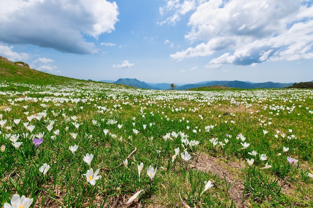 O açafrão floresce nos prados dos Alpes da Lombardia Itália