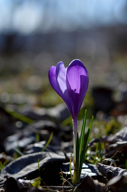 O açafrão roxo floresce Colchicum em um prado de grama verde